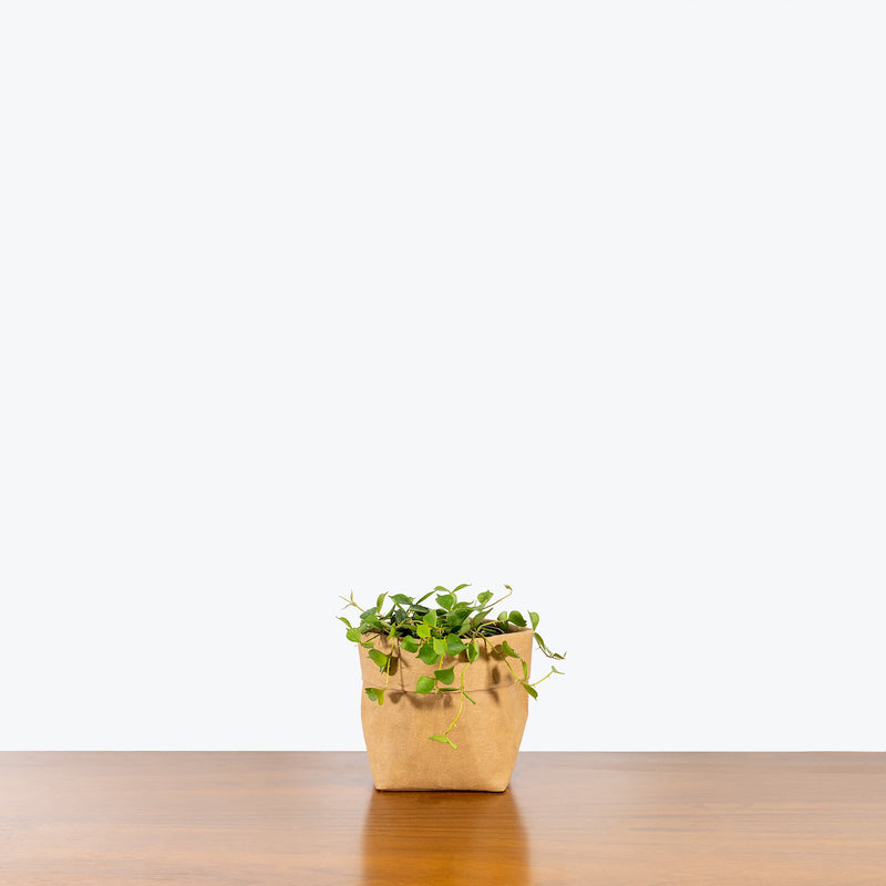 Hoya Curtisii - House Plants Delivery Toronto - JOMO Studio