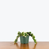 Hoya Carnosa Compacta Hindu Rope Variegata - House Plants Delivery Toronto - JOMO Studio