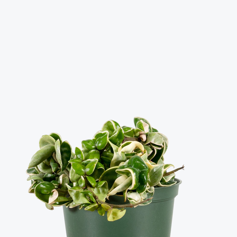 Hoya Carnosa Compacta Hindu Rope Variegata - House Plants Delivery Toronto - JOMO Studio