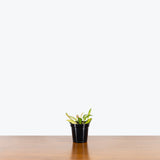 Hoya Kentiana Variegata - House Plants Delivery Toronto - JOMO Studio