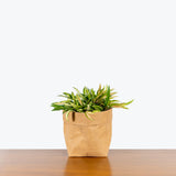 Hoya Kentiana Variegata - House Plants Delivery Toronto - JOMO Studio