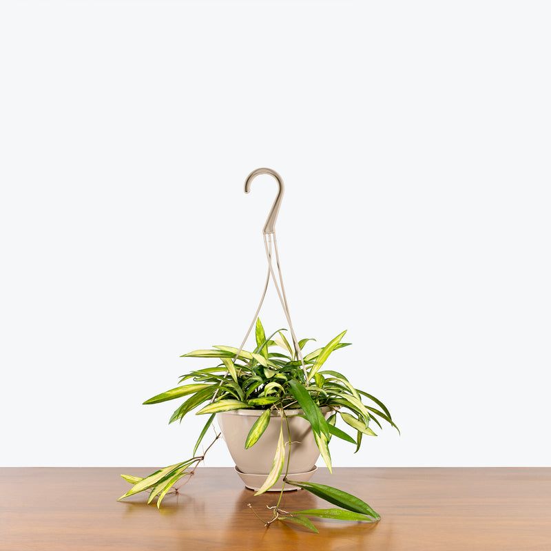 Hoya Kentiana Variegata - House Plants Delivery Toronto - JOMO Studio