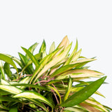 Hoya Kentiana Variegata - House Plants Delivery Toronto - JOMO Studio