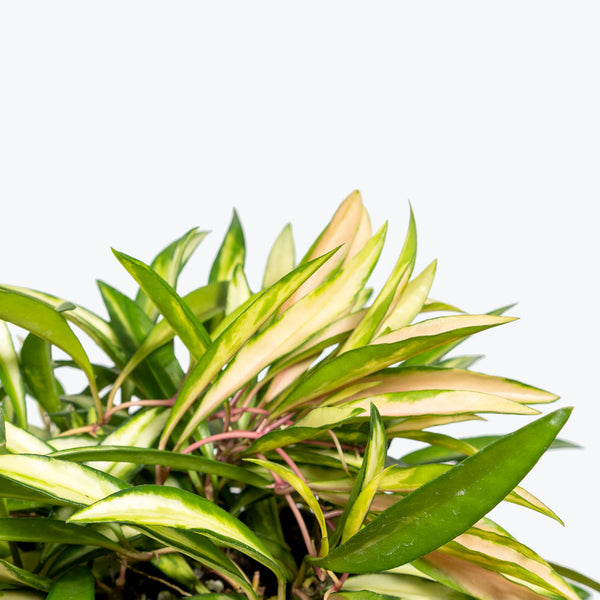 Hoya Kentiana Variegata - House Plants Delivery Toronto - JOMO Studio