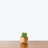 Hoya Kerrii - Hoya Heart - House Plants Delivery Toronto - JOMO Studio