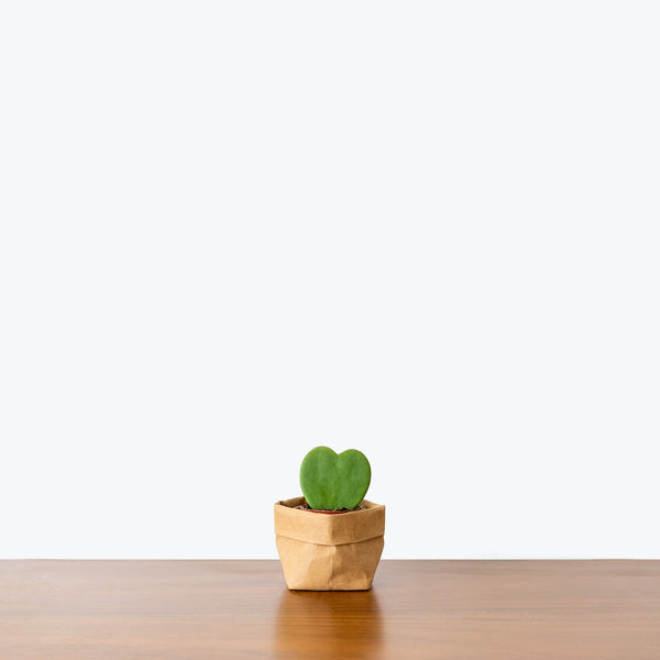 Hoya Kerrii - Hoya Heart - House Plants Delivery Toronto - JOMO Studio