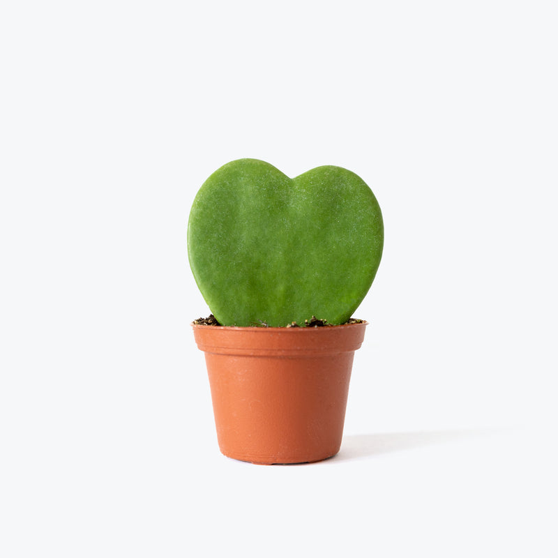 Hoya Kerrii - Hoya Heart - House Plants Delivery Toronto - JOMO Studio