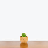 Hoya Kerrii Variegata | Variegated Hoya Heart - House Plants Delivery Toronto - JOMO Studio
