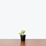 Hoya Kerrii Variegata | Variegated Hoya Heart - House Plants Delivery Toronto - JOMO Studio