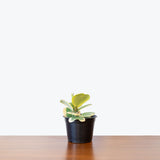 Hoya Kerrii Variegata | Variegated Hoya Heart - House Plants Delivery Toronto - JOMO Studio