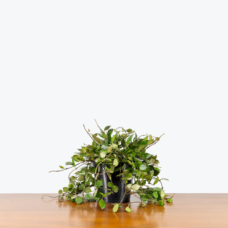 Hoya Krohniana Black - House Plants Delivery Toronto - JOMO Studio