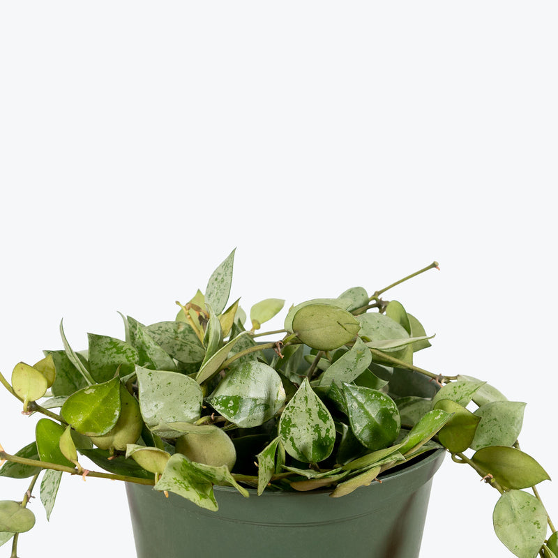 Hoya Krohniana Silver | Indoor Tropical Plants & Houseplants for Delivery | Care Guide and Pro Tips
