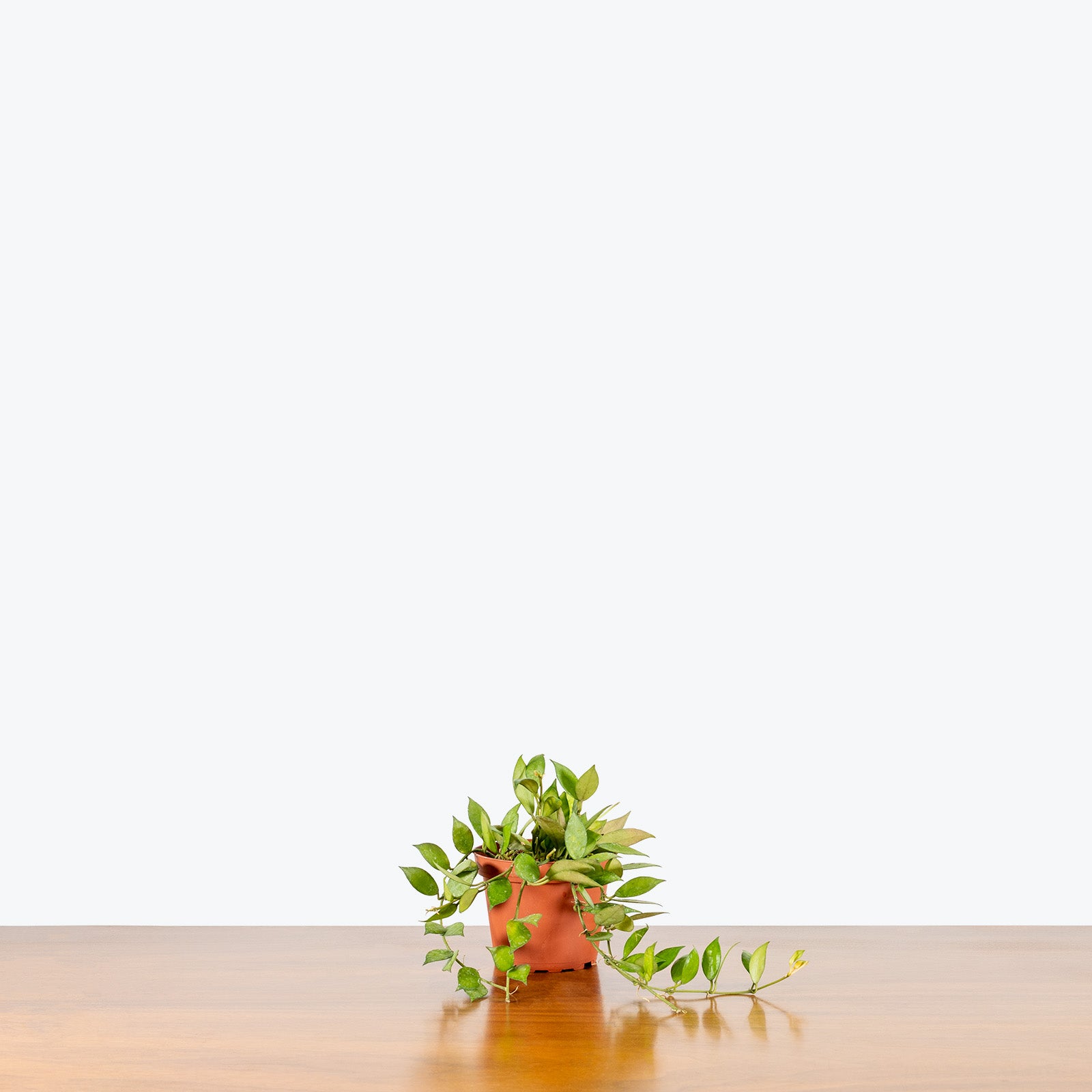 Hoya Lacunosa - House Plants Delivery Toronto - JOMO Studio