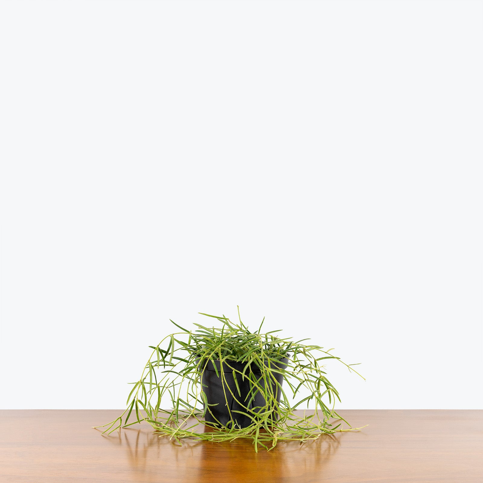Hoya Linearis - House Plants Delivery Toronto - JOMO Studio