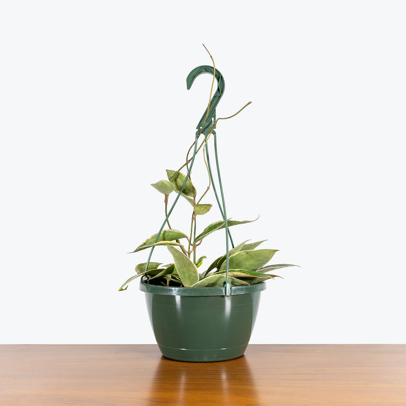 Hoya Macrophylla Variegata - House Plants Delivery Toronto - JOMO Studio