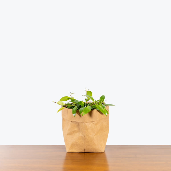 Hoya Memoria - House Plants Delivery Toronto - JOMO Studio