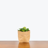 Hoya Obovata - House Plants Delivery Toronto - JOMO Studio