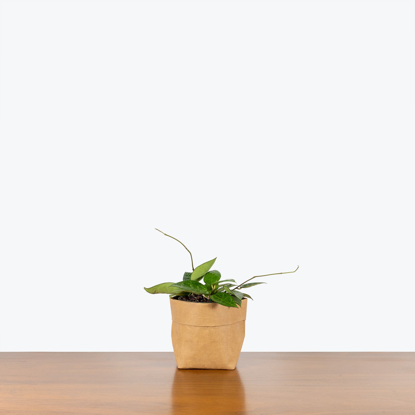 Hoya Parasitica Black Margin - House Plants Delivery Toronto - JOMO Studio
