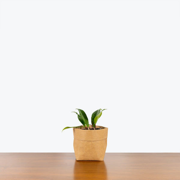 Hoya Pubicalyx - House Plants Delivery Toronto - JOMO Studio