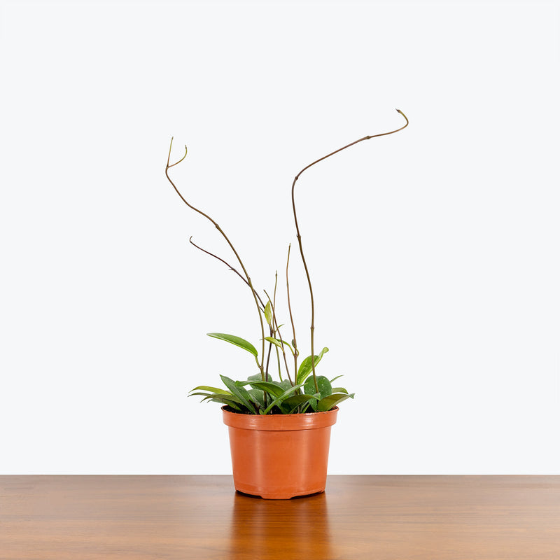 Hoya Pubicalyx - House Plants Delivery Toronto - JOMO Studio