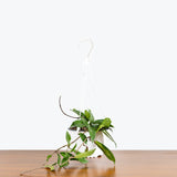 Hoya Pubicalyx - House Plants Delivery Toronto - JOMO Studio