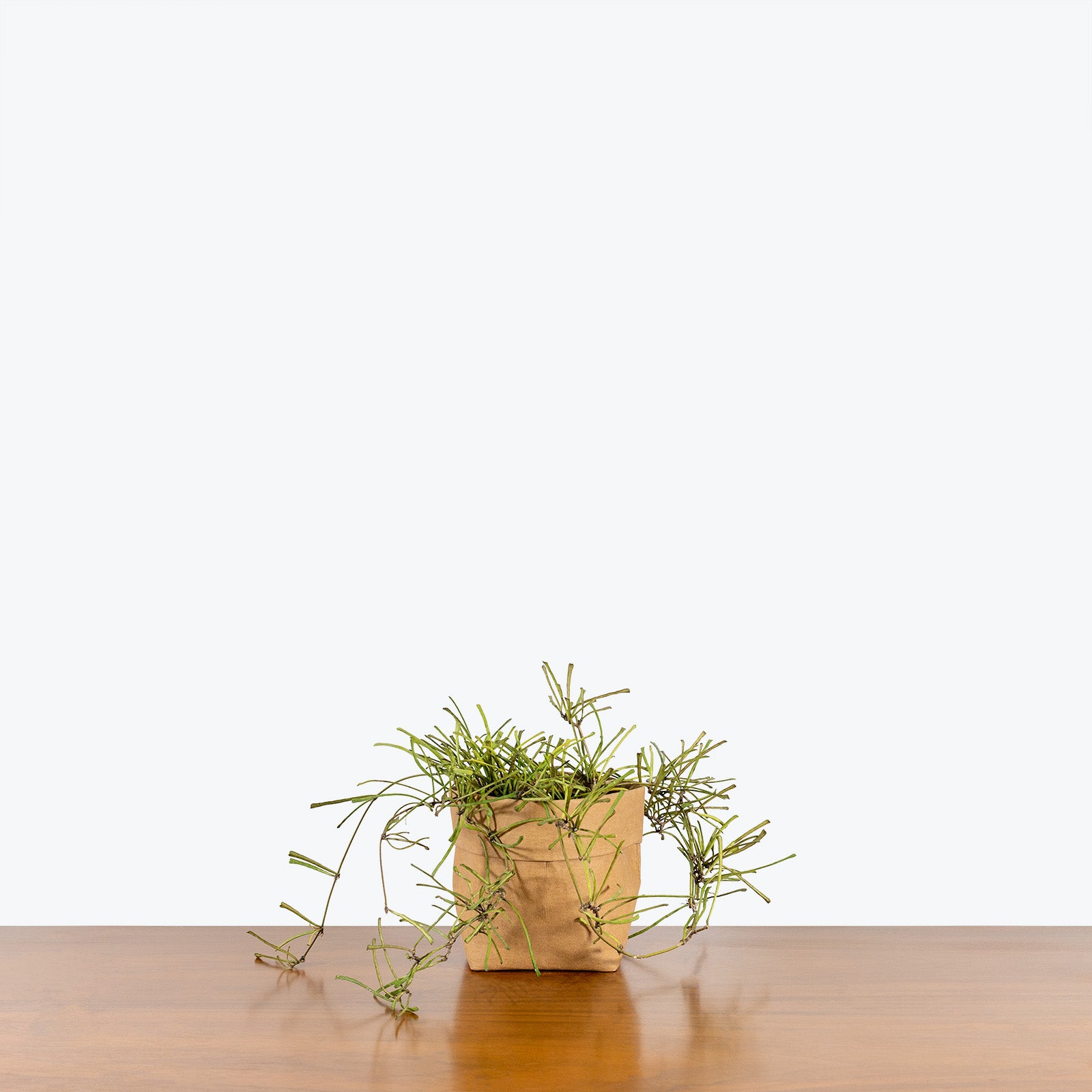 Hoya Retusa - House Plants Delivery Toronto - JOMO Studio