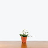 Hoya Rosita - House Plants Delivery Toronto - JOMO Studio