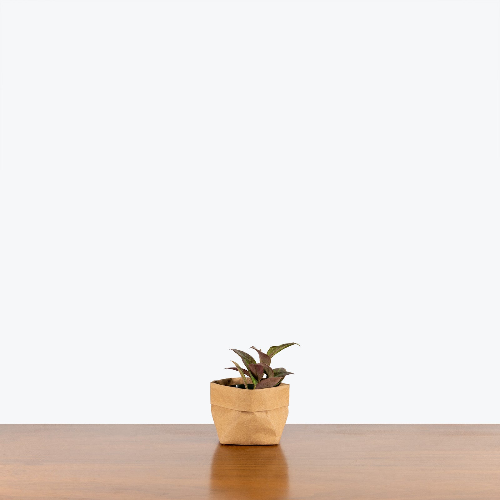 Hoya Sunrise - House Plants Delivery Toronto - JOMO Studio
