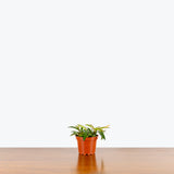 Hoya Wayetii - House Plants Delivery Toronto - JOMO Studio