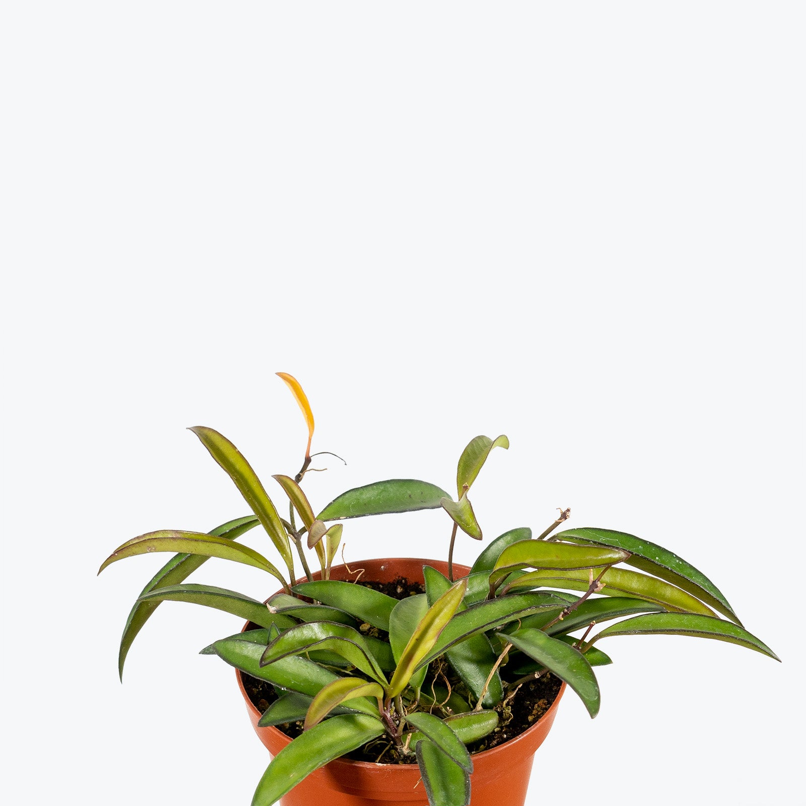 Hoya Wayetii - House Plants Delivery Toronto - JOMO Studio