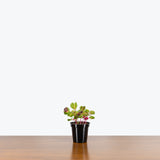 Iresine Herbstii Aureoreticulata — 4" Pot (taller than picture)