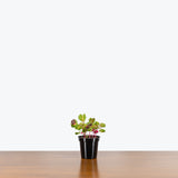 Iresine Herbstii Aureoreticulata - Beefsteak Plant - House Plants Delivery Toronto - JOMO Studio