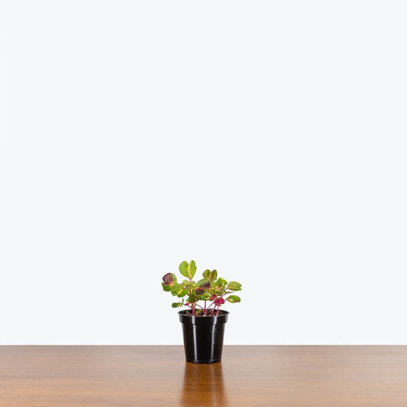 Iresine Herbstii Aureoreticulata - Beefsteak Plant - House Plants Delivery Toronto - JOMO Studio