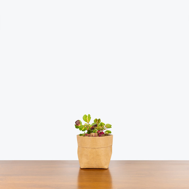 Iresine Herbstii Aureoreticulata - Beefsteak Plant - House Plants Delivery Toronto - JOMO Studio