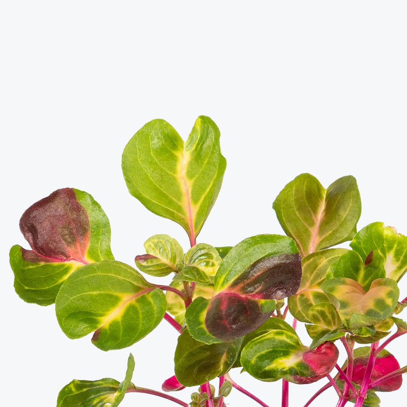 Iresine Herbstii Aureoreticulata - Beefsteak Plant - House Plants Delivery Toronto - JOMO Studio