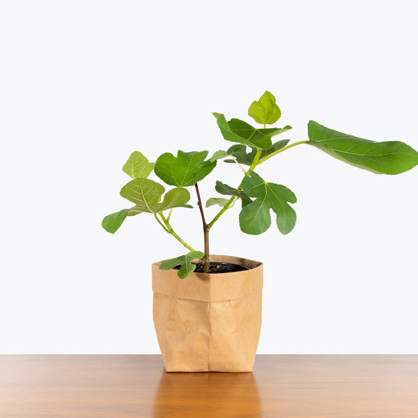 italian indoor plants Italian Honey Fig - House Plants Delivery Toronto