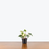 Ivy Marengo — 4" Pot