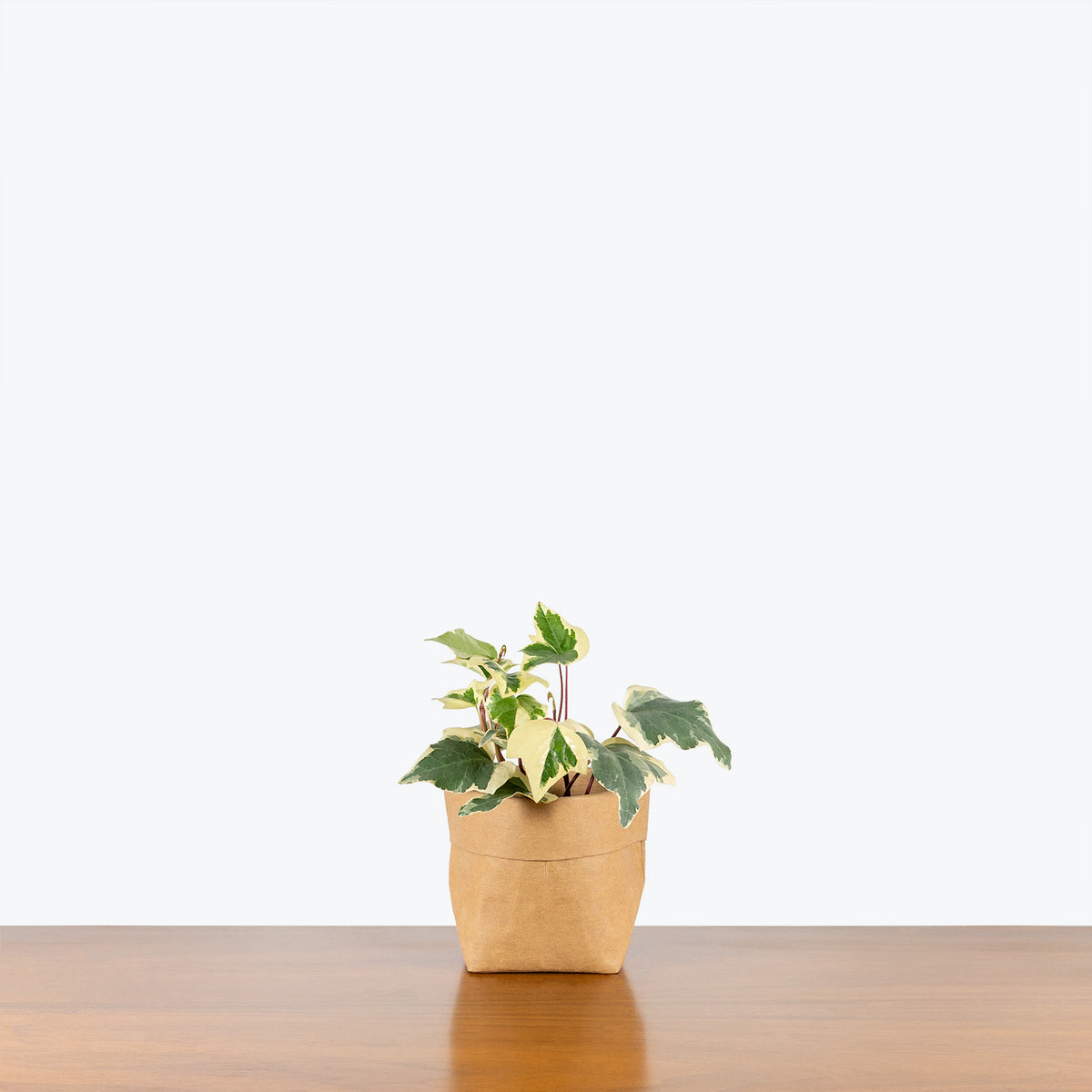 Ivy Marengo - Hedera algeriensis 'Gloire de Marengo' - House Plants  Delivery Toronto