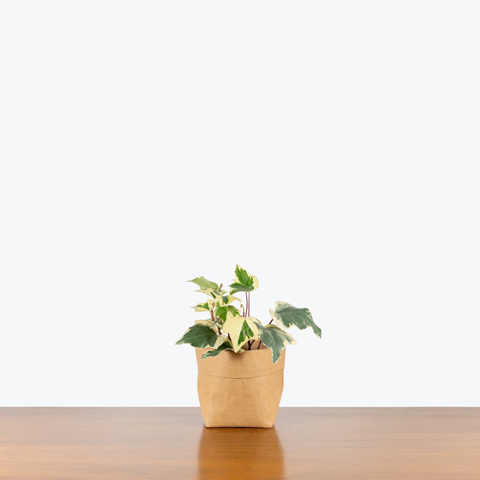 Ivy Marengo - Hedera algeriensis 'Gloire de Marengo' - House Plants Delivery Toronto - JOMO Studio