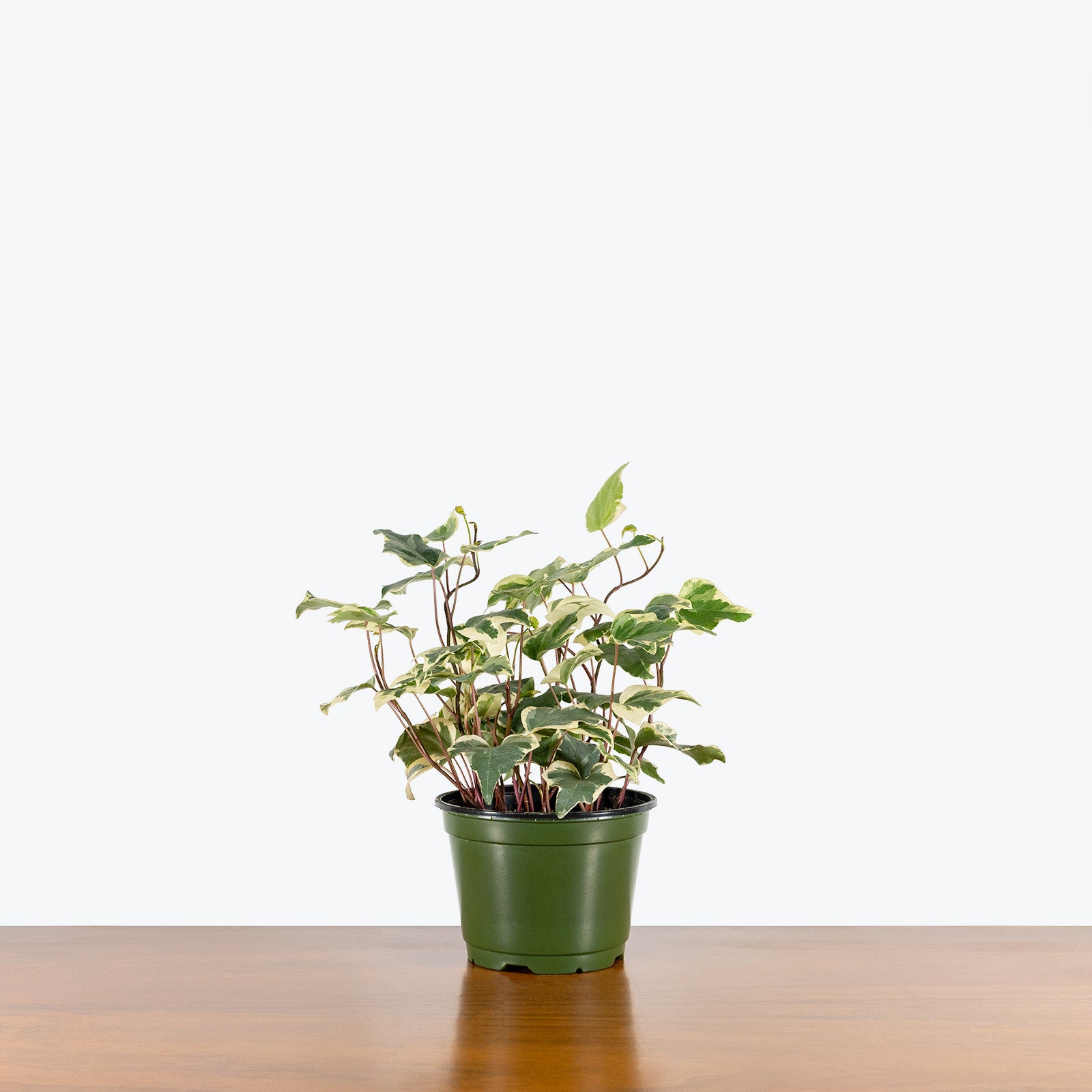 Ivy Marengo - Hedera algeriensis 'Gloire de Marengo' - House Plants Delivery Toronto - JOMO Studio