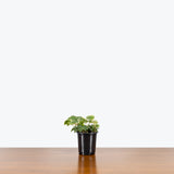 Ivy White Wonder — 4" Pot
