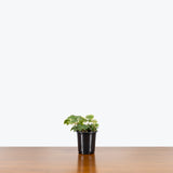 Hedera Helix 'White Wonder' - Ivy White Wonder - House Plants Delivery Toronto - JOMO Studio