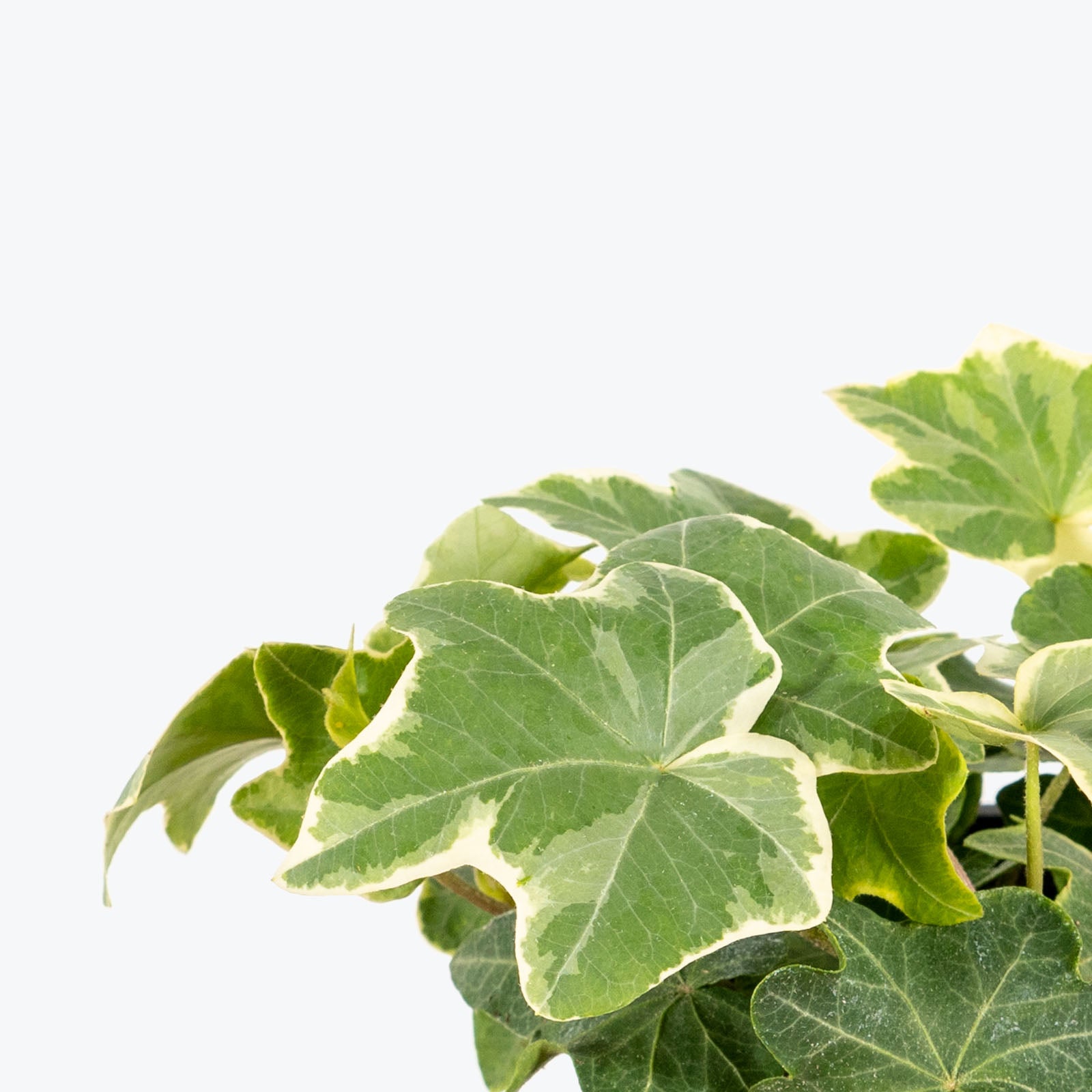 Hedera Helix 'White Wonder' - Ivy White Wonder - House Plants Delivery Toronto - JOMO Studio