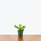 Ivy Wonder — 4" Pot