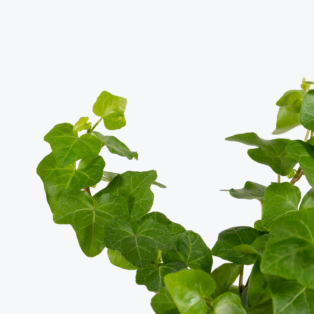 Hedera Helix - Ivy Wonder - House Plants Delivery Toronto - JOMO Studio