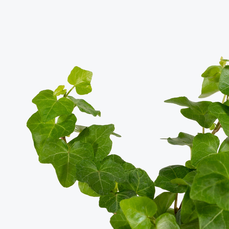 Hedera Helix 'White Wonder' - Ivy White Wonder - House Plants