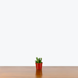 Jade Coral - Crassula ovata Gollum - House Plants Delivery Toronto - JOMO Studio