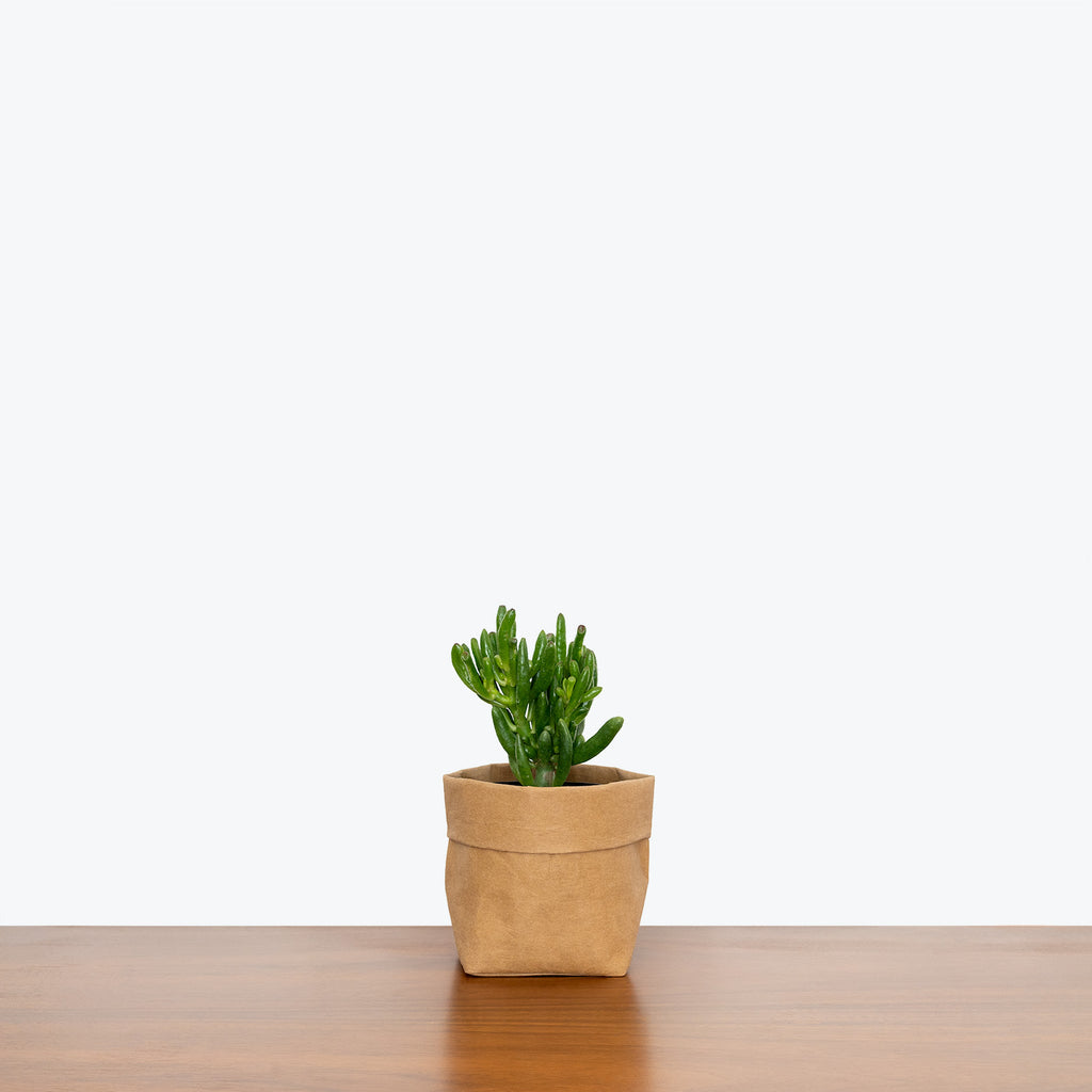 coral jade succulent Jade Coral | Crassula ovata Gollum | Care Guide and Pro Tips - Delivery from Toronto across Canada