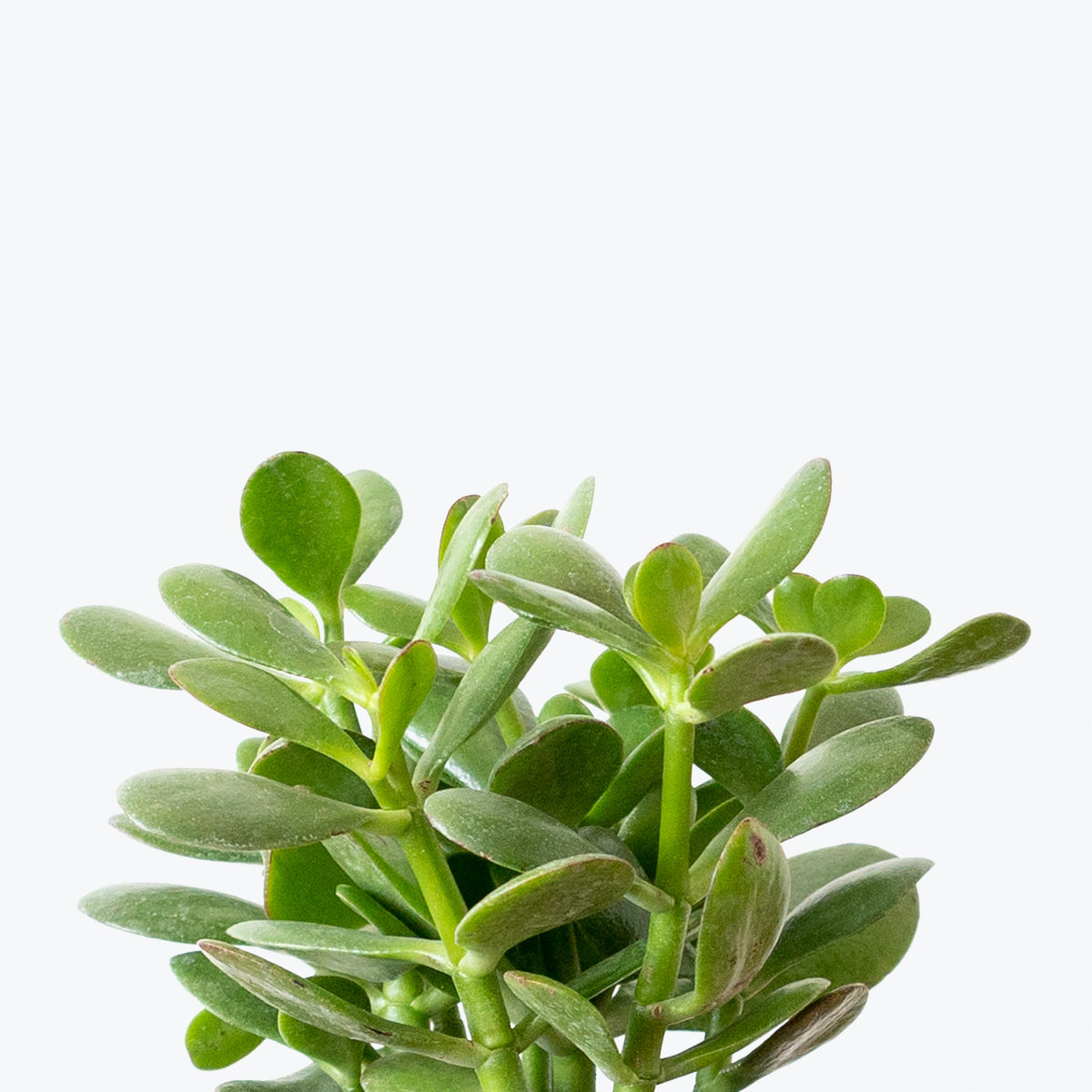 Jade Plant - Crassula Ovata - House Plants Delivery Toronto - JOMO Studio
