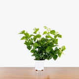 Jasmine Sambac — 4" Pot (blemishes expected)